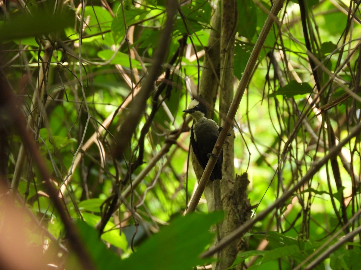 Heart-spotted Woodpecker - ML578614871