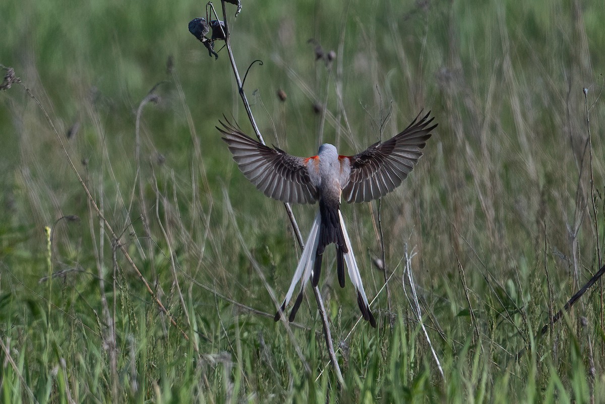 Scissor-tailed Flycatcher - ML578615081