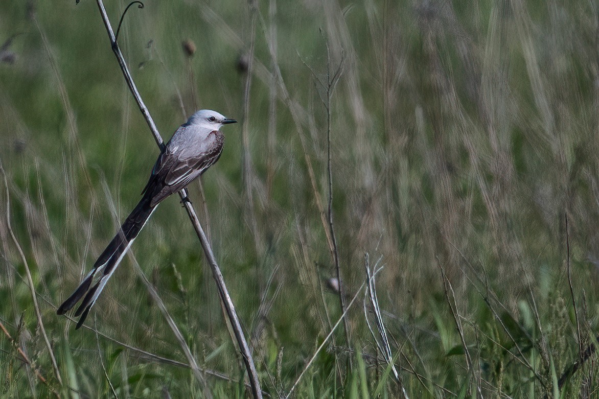 Scissor-tailed Flycatcher - ML578615101