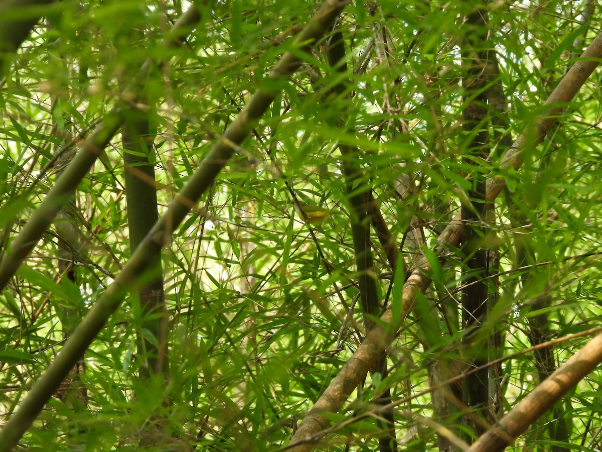 Yellow-bellied Warbler - ML578615121