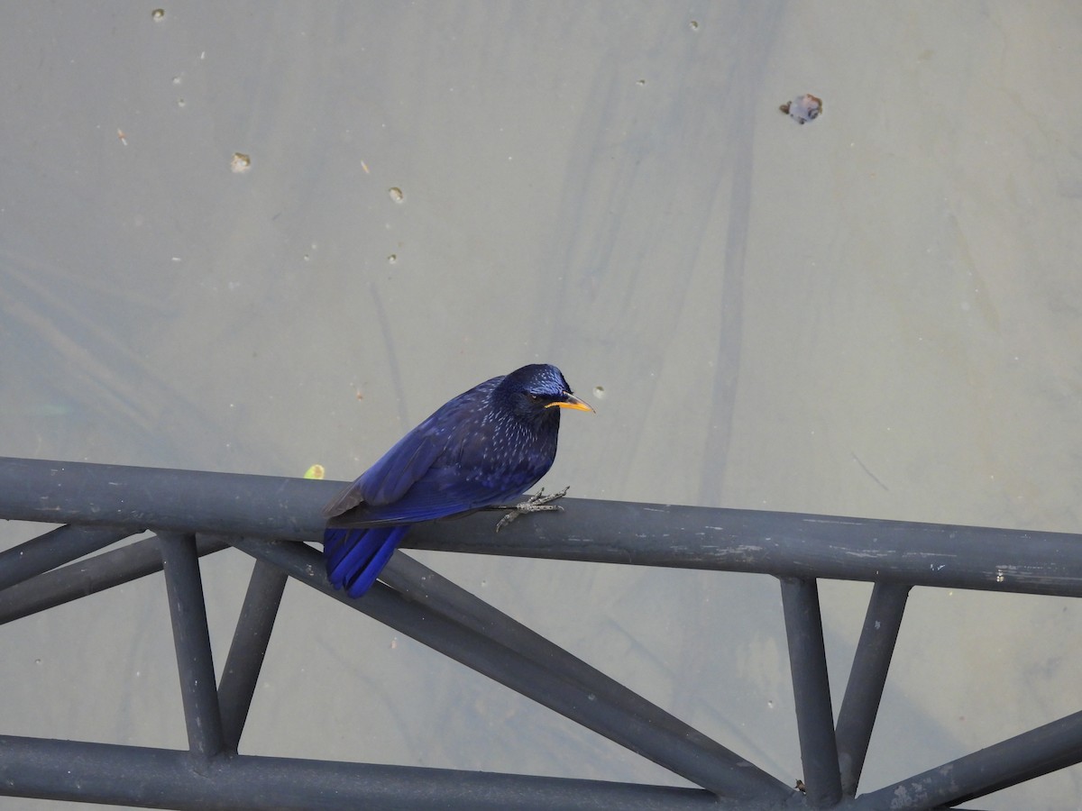 Blue Whistling-Thrush - ML578615171