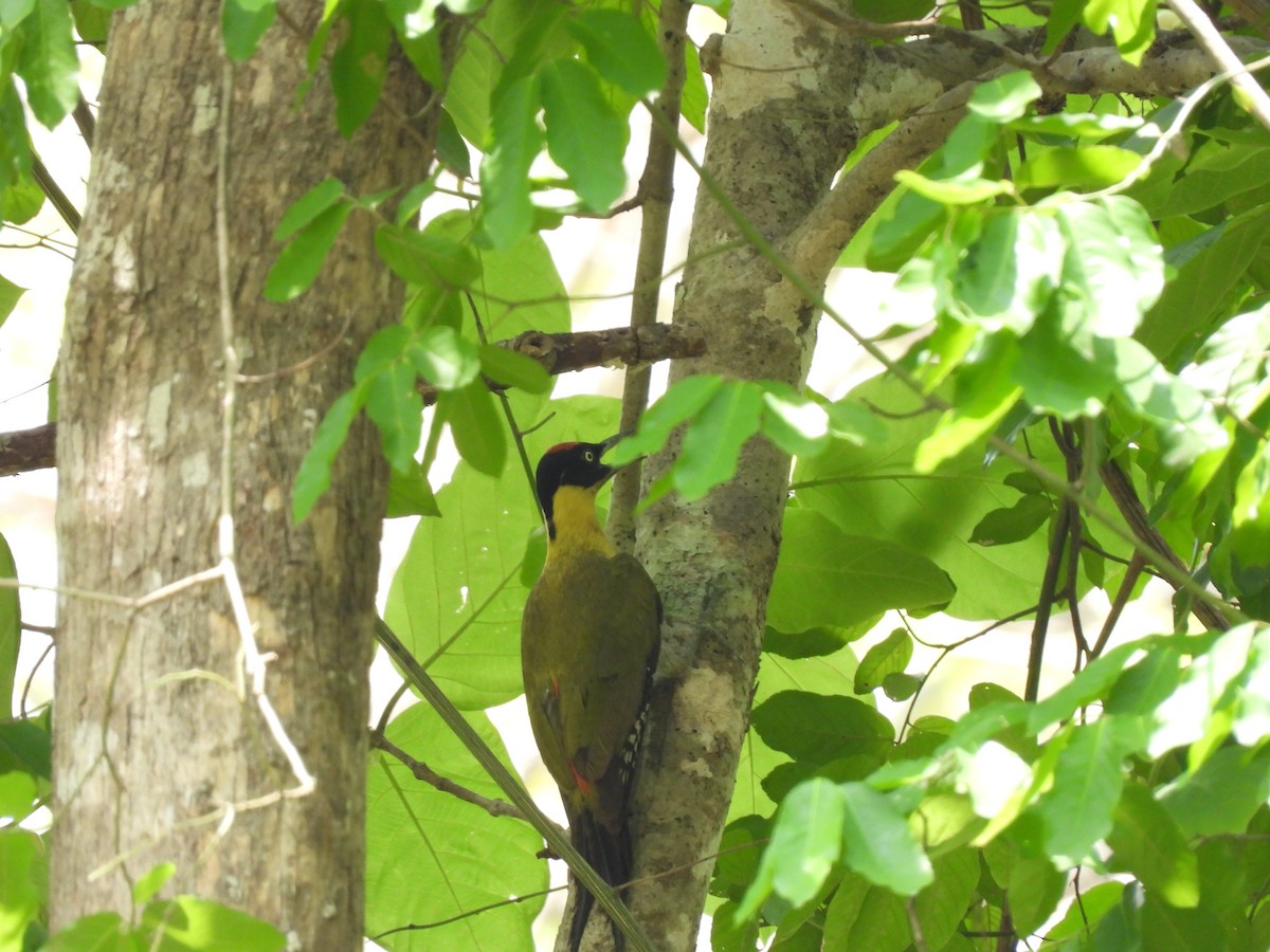 Black-headed Woodpecker - ML578615461