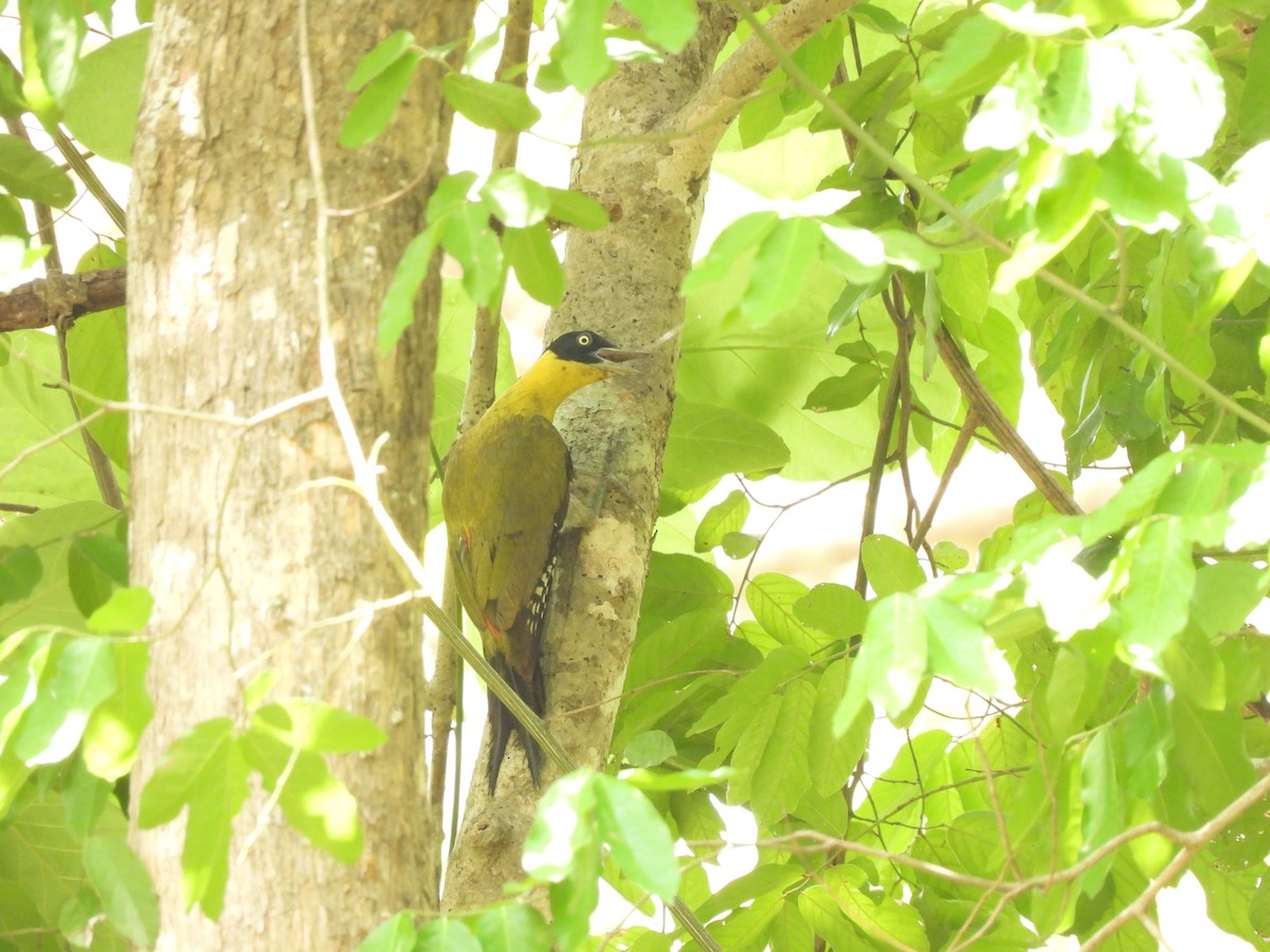 Black-headed Woodpecker - ML578615471