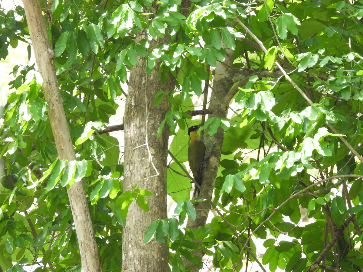 Black-headed Woodpecker - ML578615481
