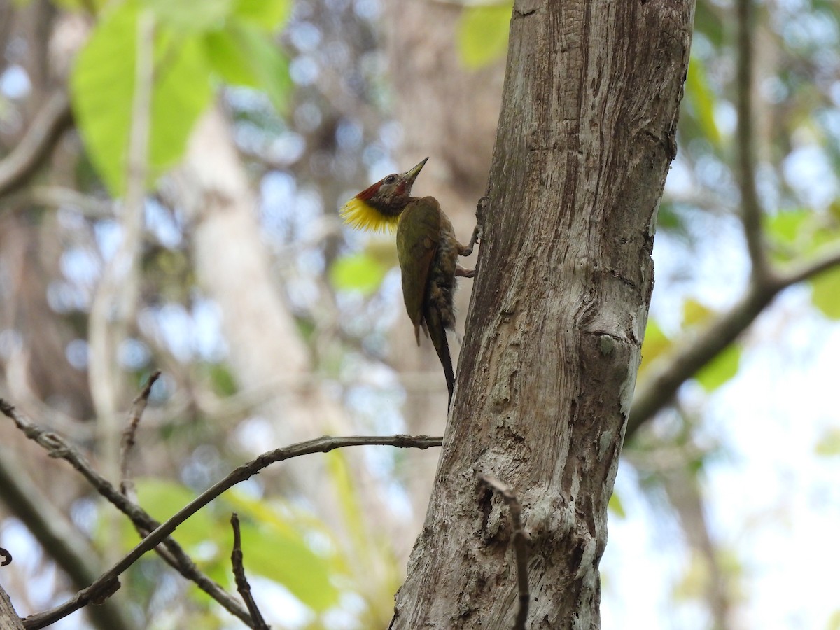 Lesser Yellownape - ML578615491