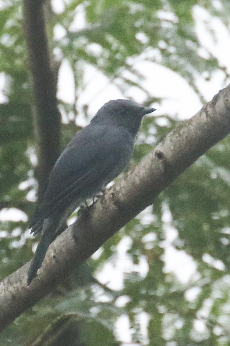 Indochinese Cuckooshrike - ML578615561
