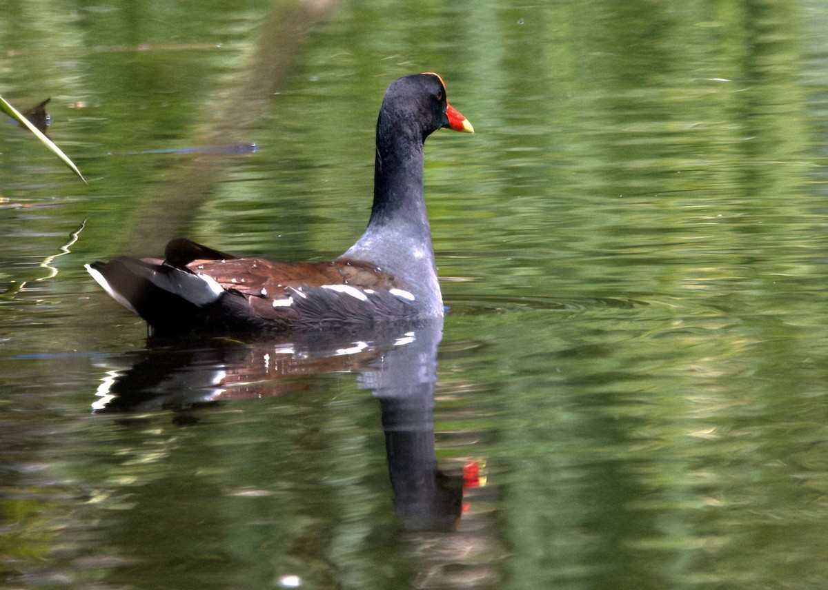 Common Gallinule - ML578615691