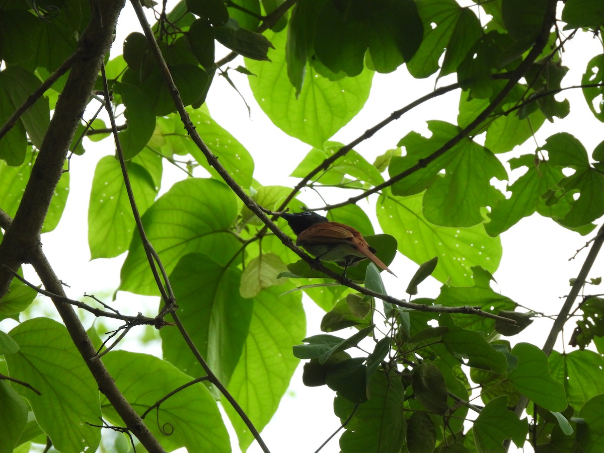 Blyth's Paradise-Flycatcher - ML578615831