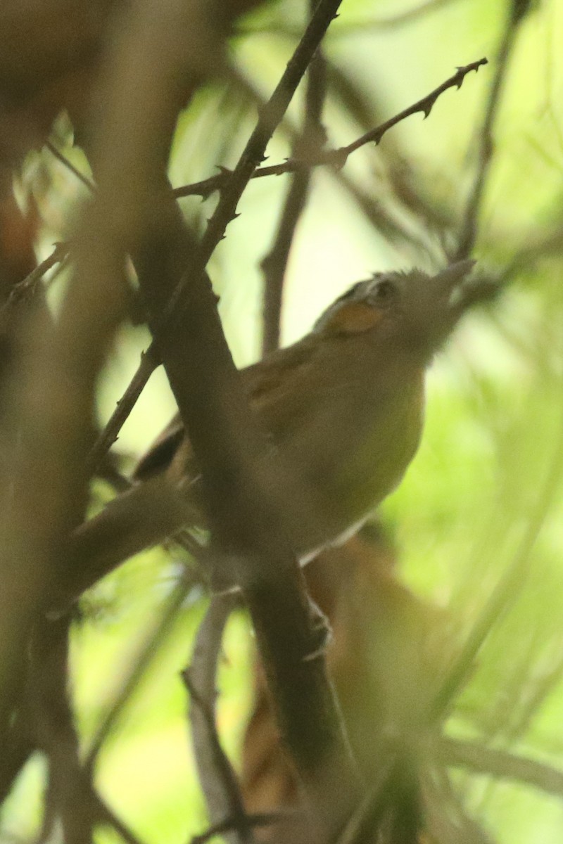 Gray-throated Babbler - ML578615861
