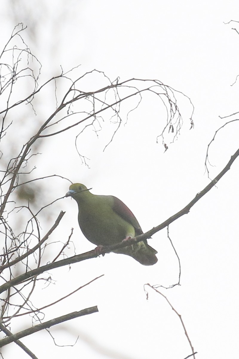 Wedge-tailed Green-Pigeon - ML578616021