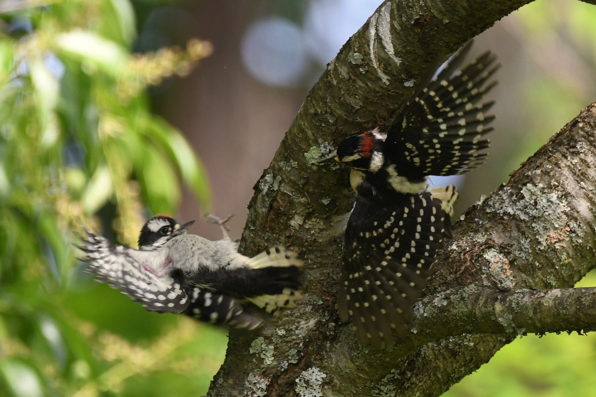 Downy Woodpecker - Davette Saeler