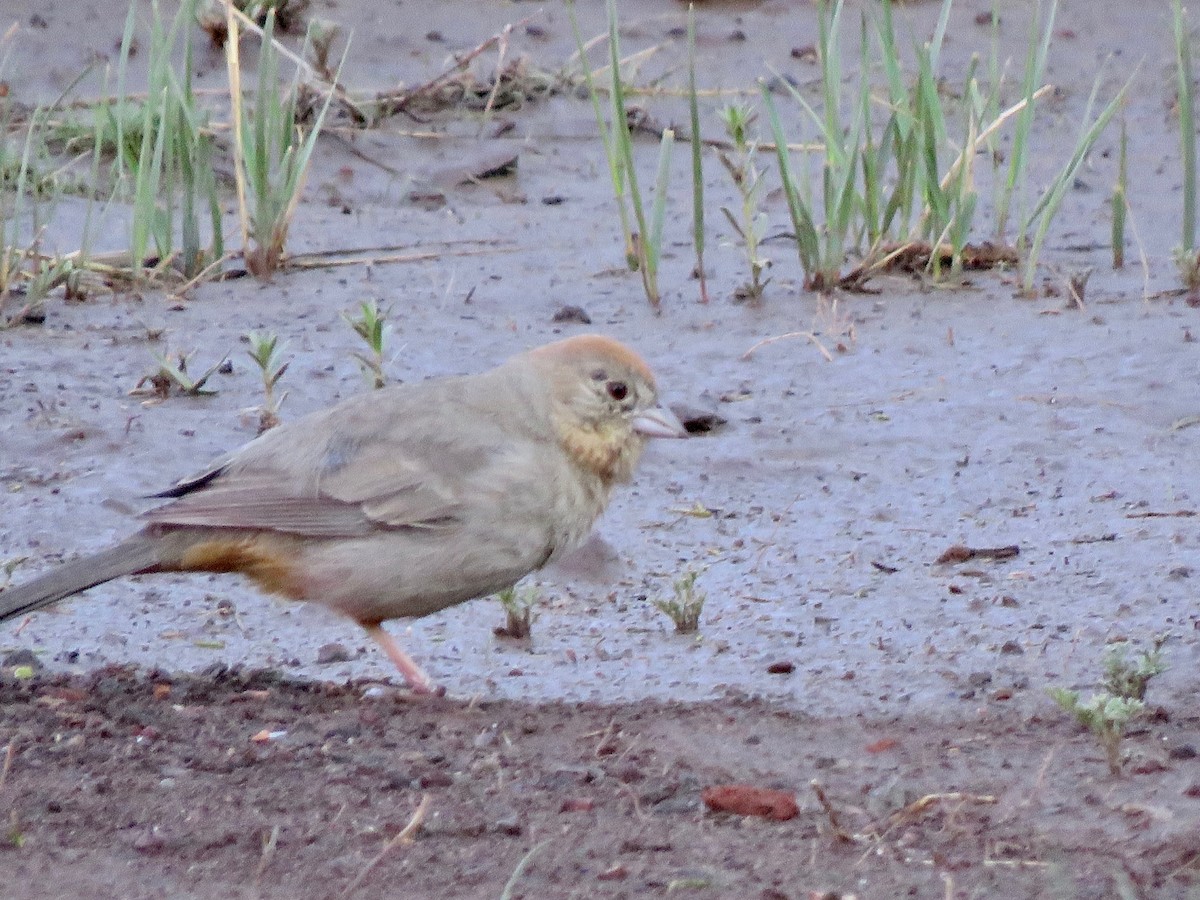 Canyon Towhee - ML578616771