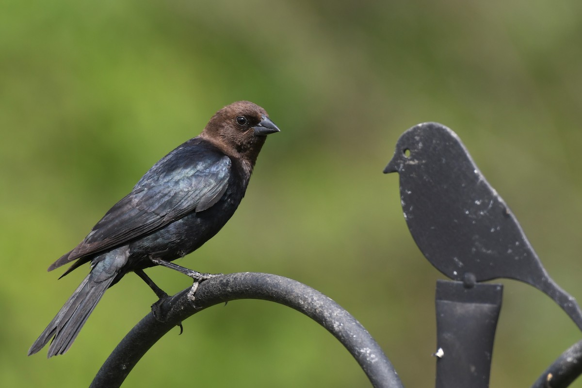 Brown-headed Cowbird - ML578616781