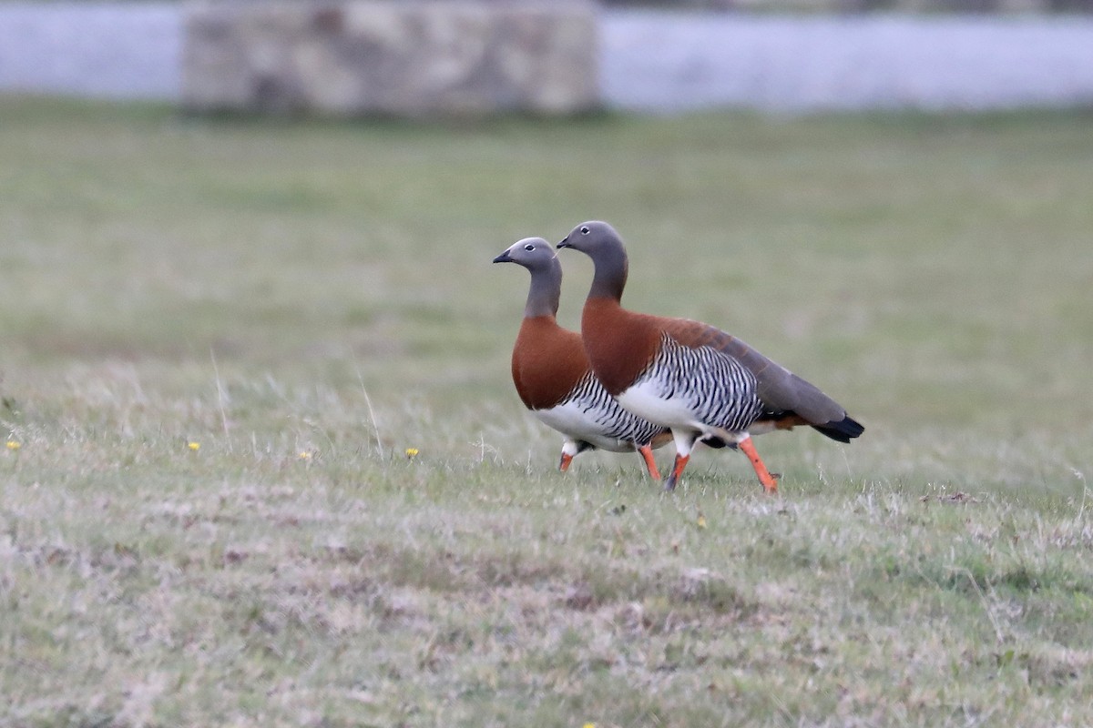 Ashy-headed Goose - Stephen Gast