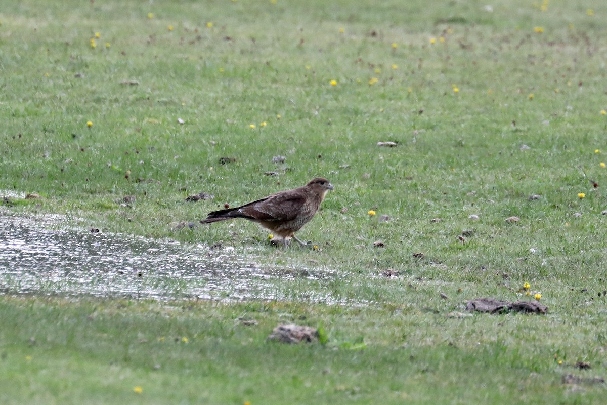 Chimango Caracara - Stephen Gast