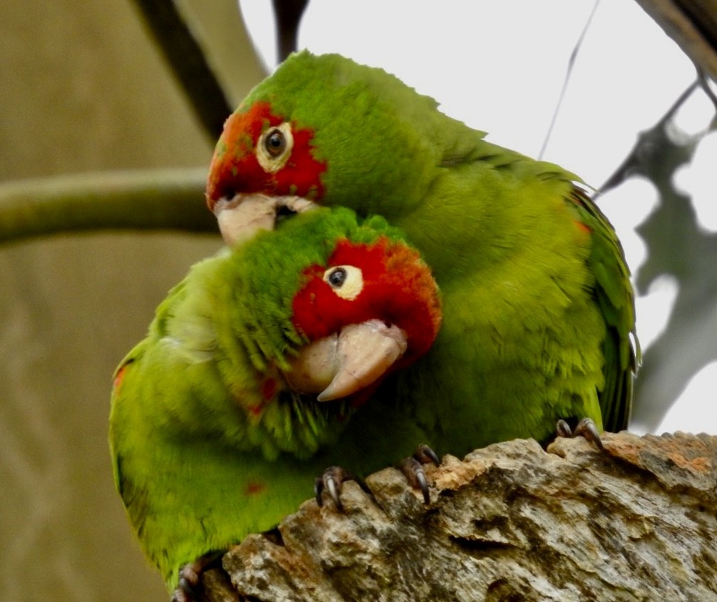 Guayaquil Papağanı - ML578619531