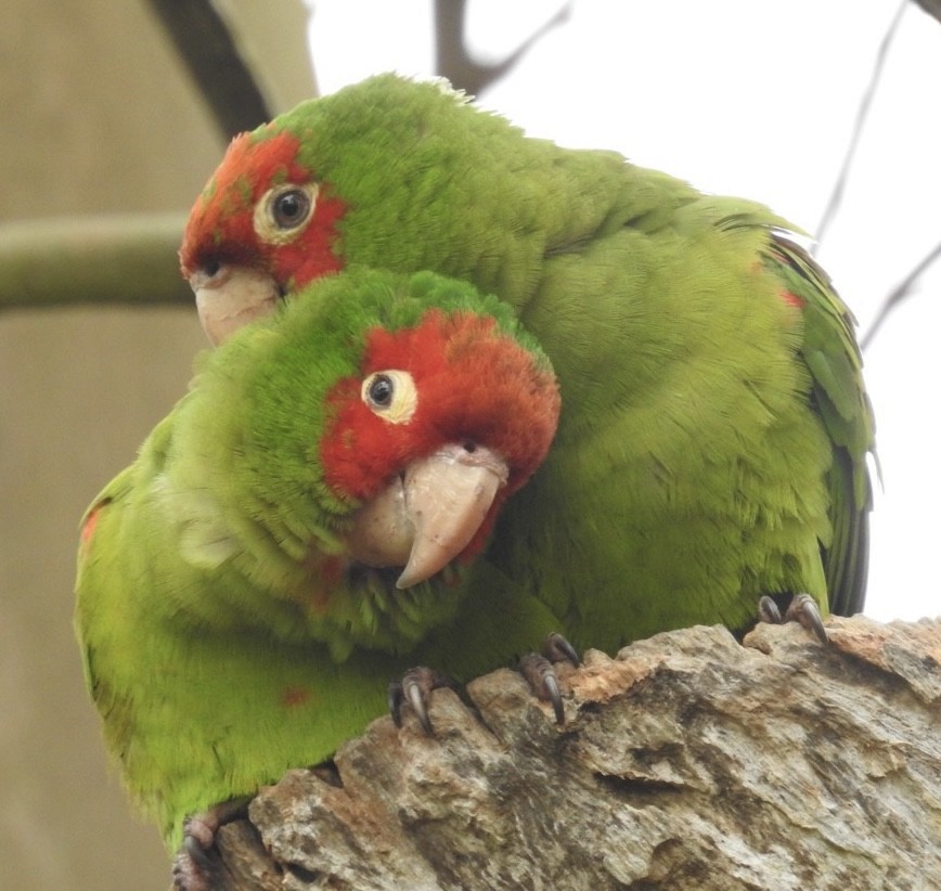 Guayaquil Papağanı - ML578619541