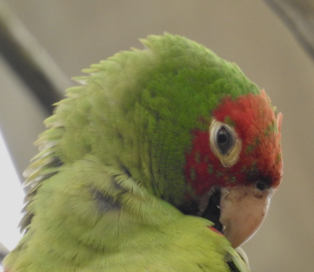 Guayaquil Papağanı - ML578619551