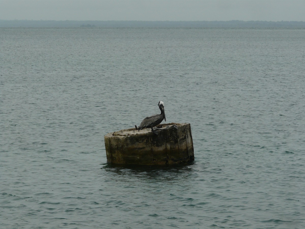 Brown Pelican - ML578620121