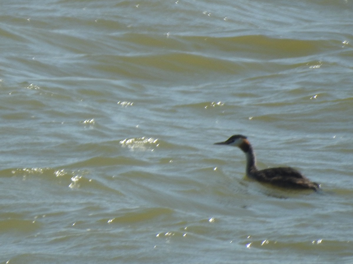 Great Crested Grebe - ML578620151