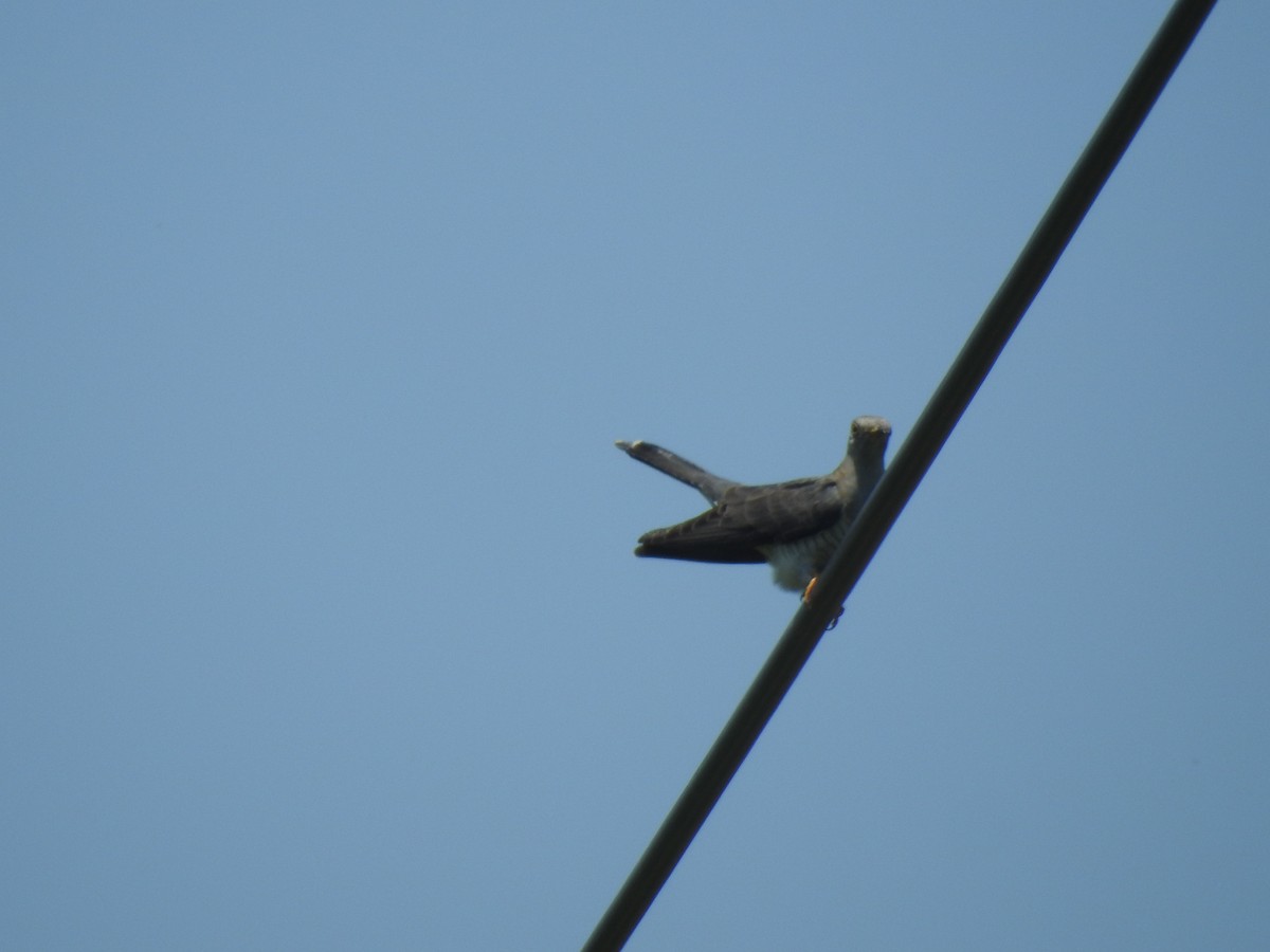Common Cuckoo - ML578620241
