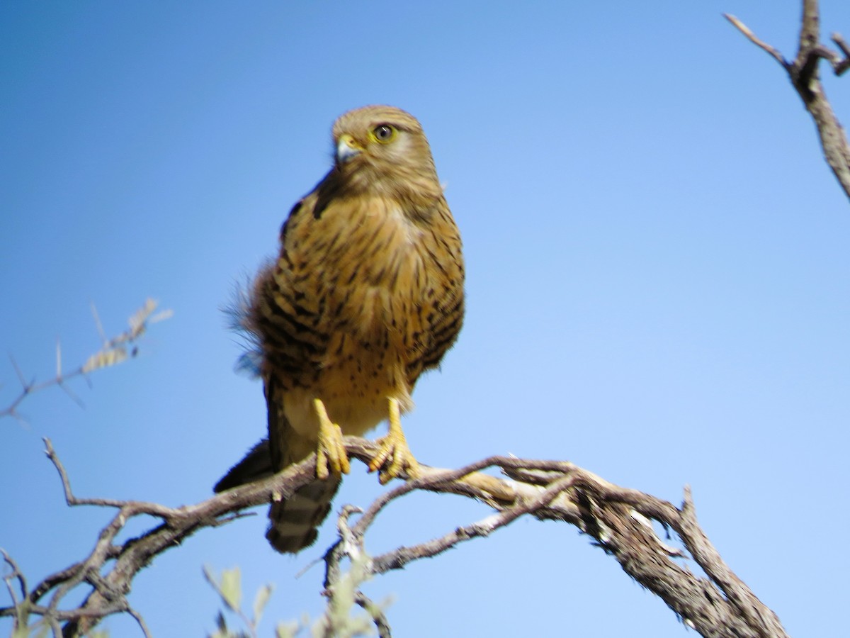 Greater Kestrel - ML578621361