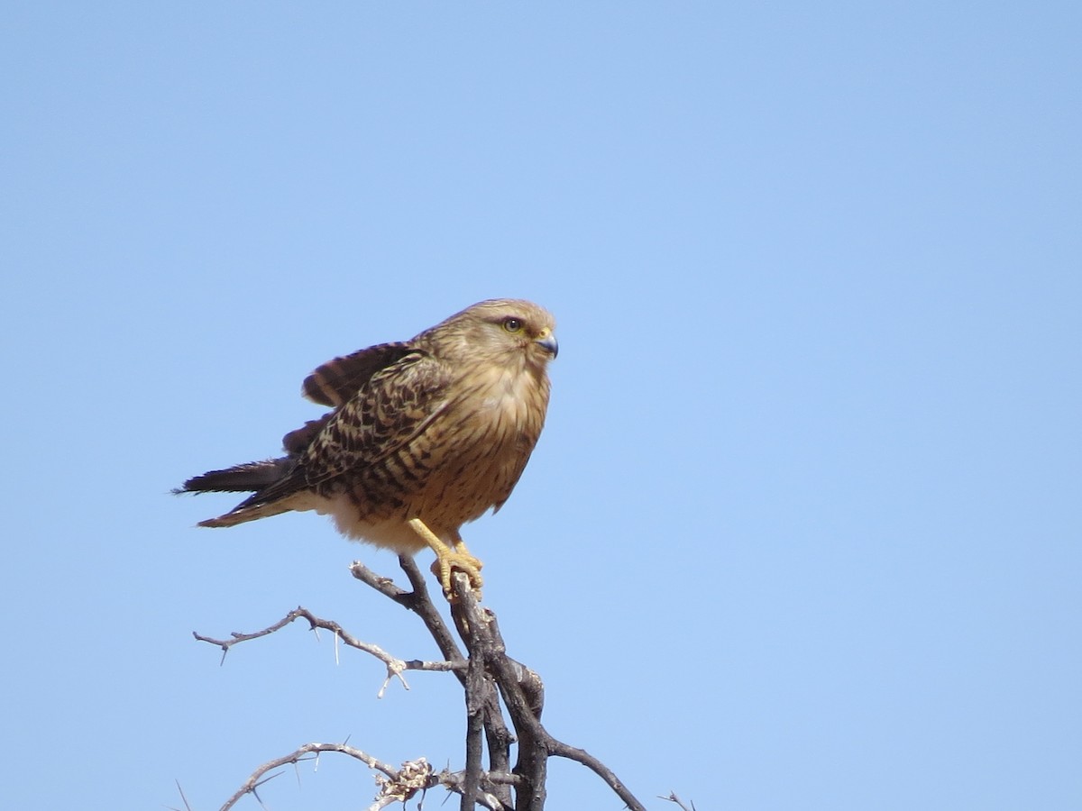 Greater Kestrel - ML578621481