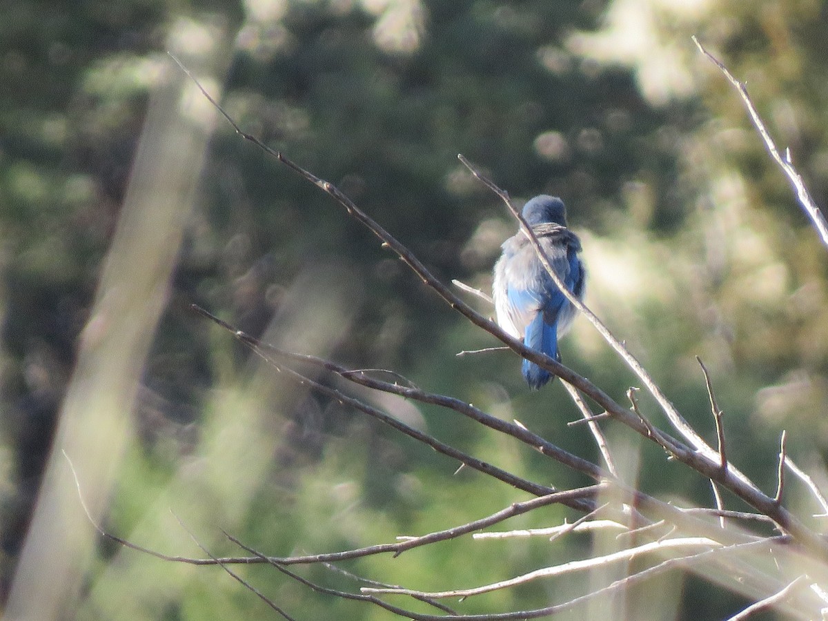 Woodhouse's Scrub-Jay - ML578622031