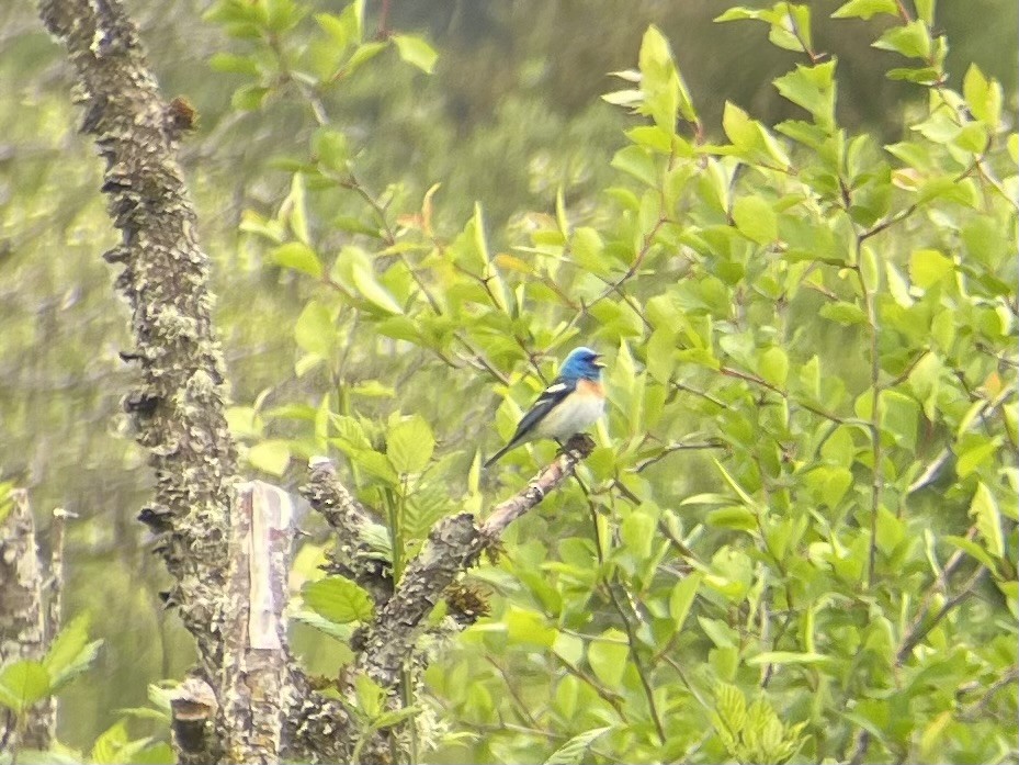 Lazuli Bunting - ML578622111