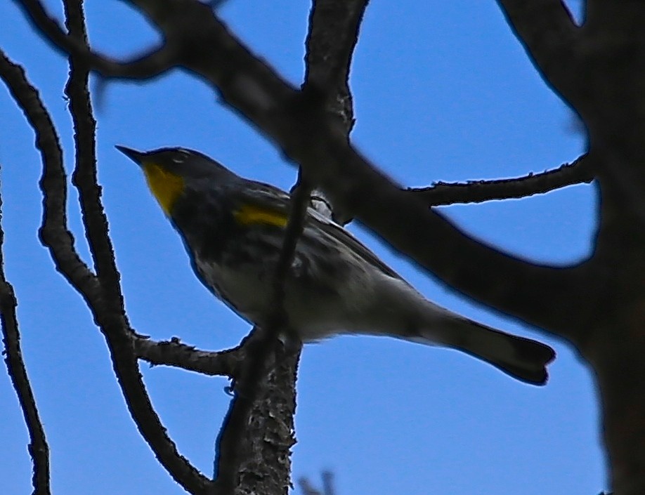 Yellow-rumped Warbler - ML57862231