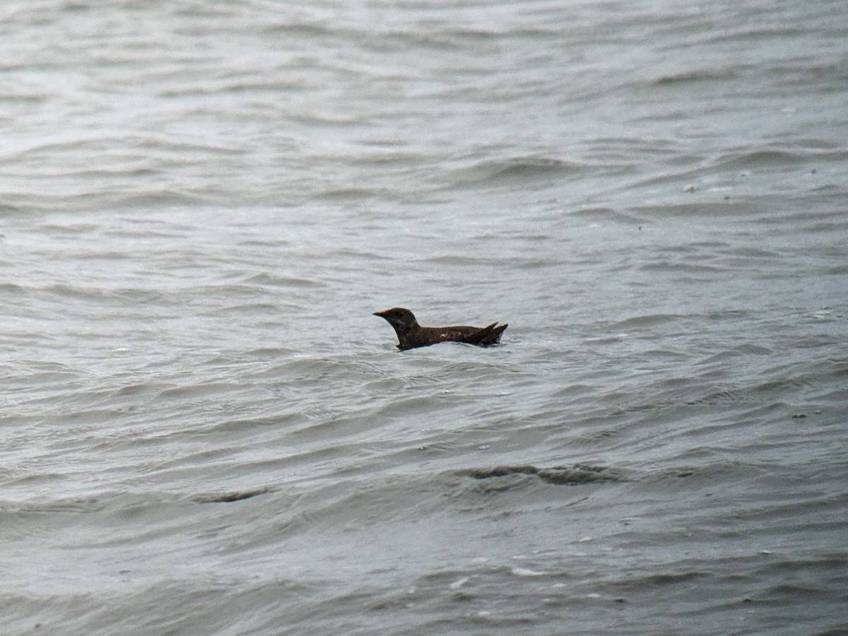 Marbled Murrelet - ML578623241