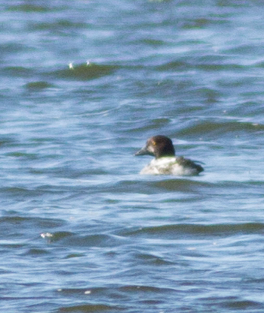 Common Goldeneye - ML57862341