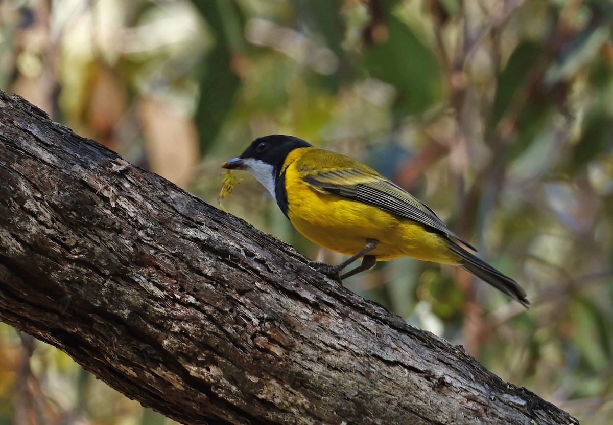 Golden Whistler - Julie Sarna