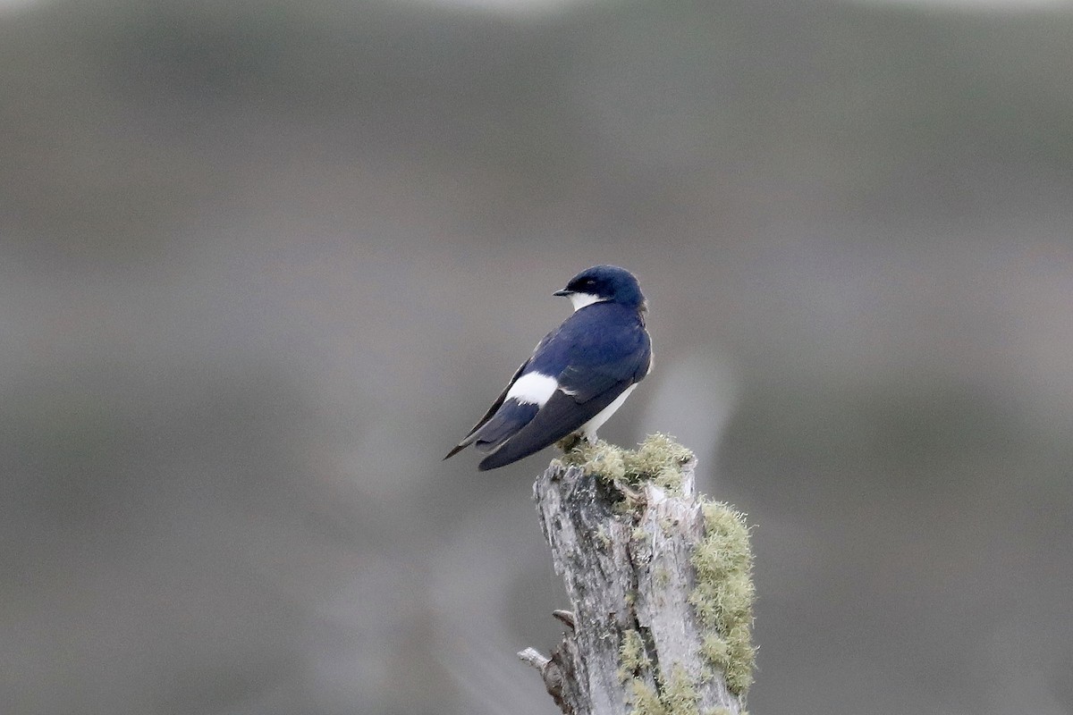 Chilean Swallow - ML578625321