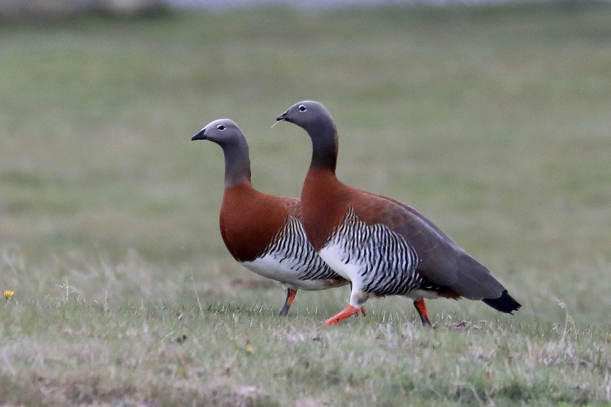 Ashy-headed Goose - Stephen Gast