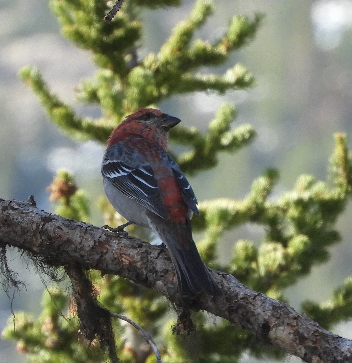 Pine Grosbeak - Ross Lockwood