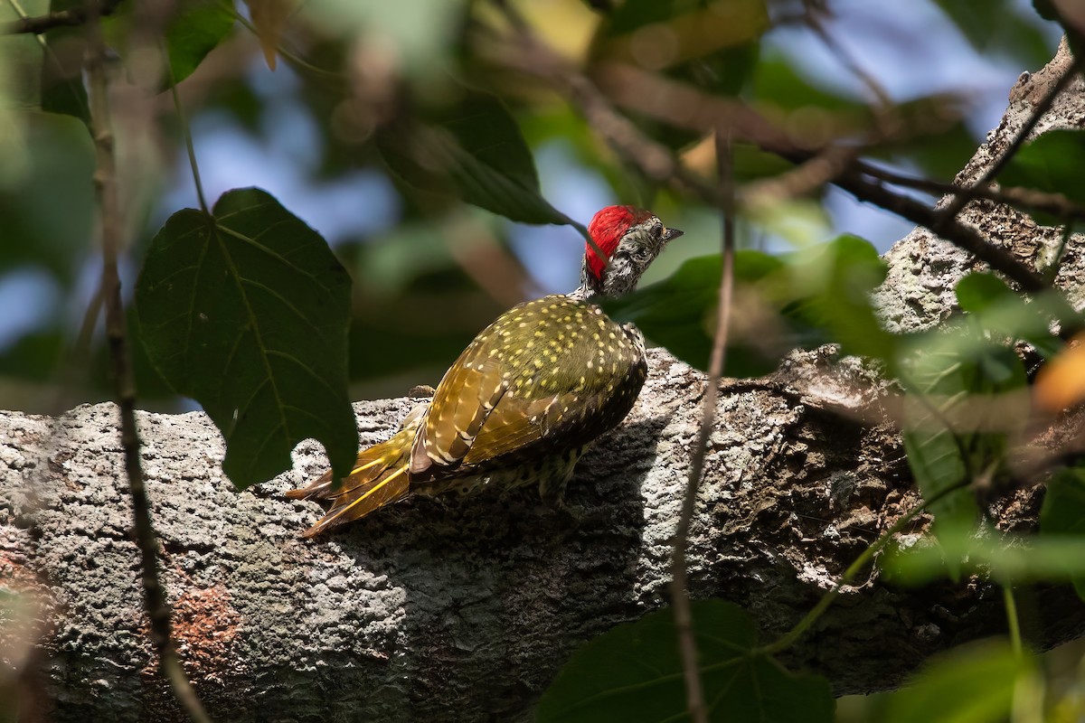 Green-backed Woodpecker - Alex and Julia 🦜