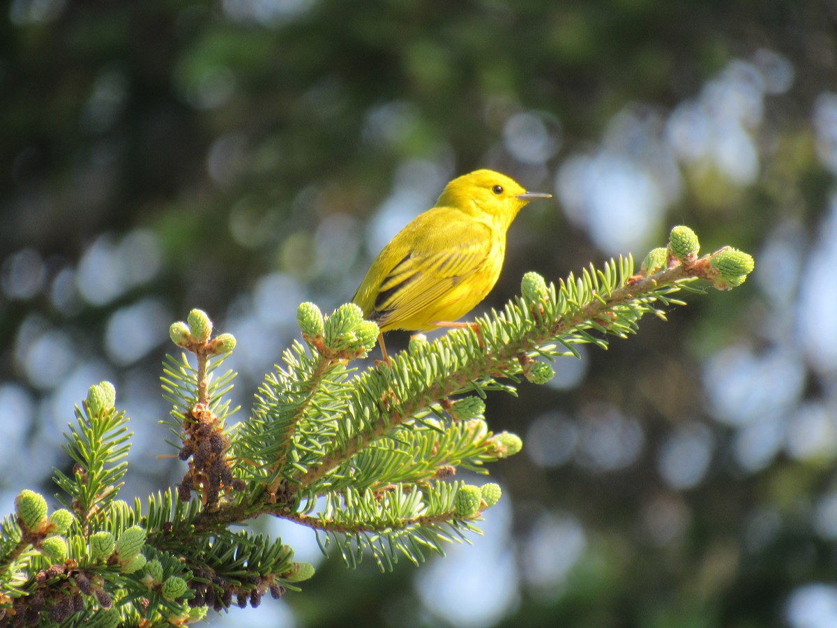 Yellow Warbler - ML578626891