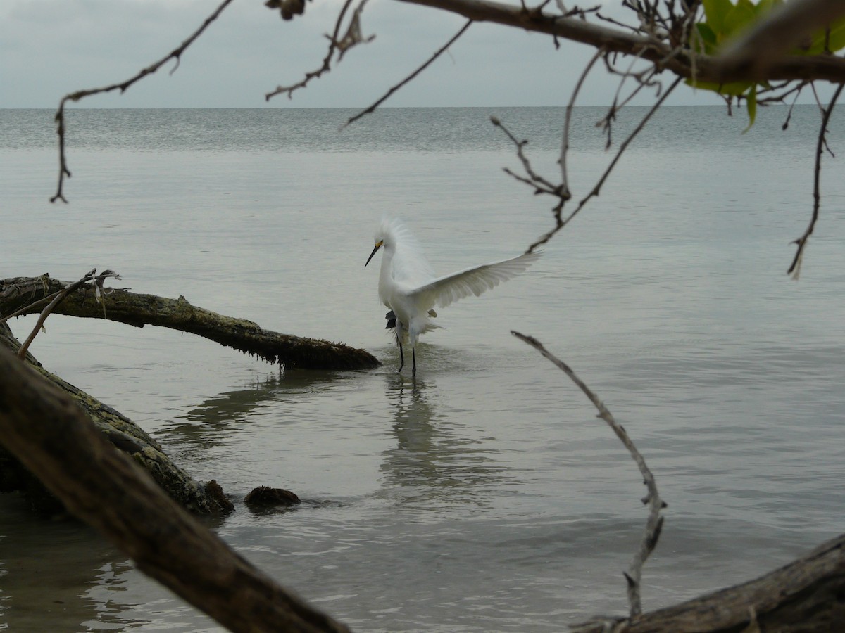 Snowy Egret - ML578627181