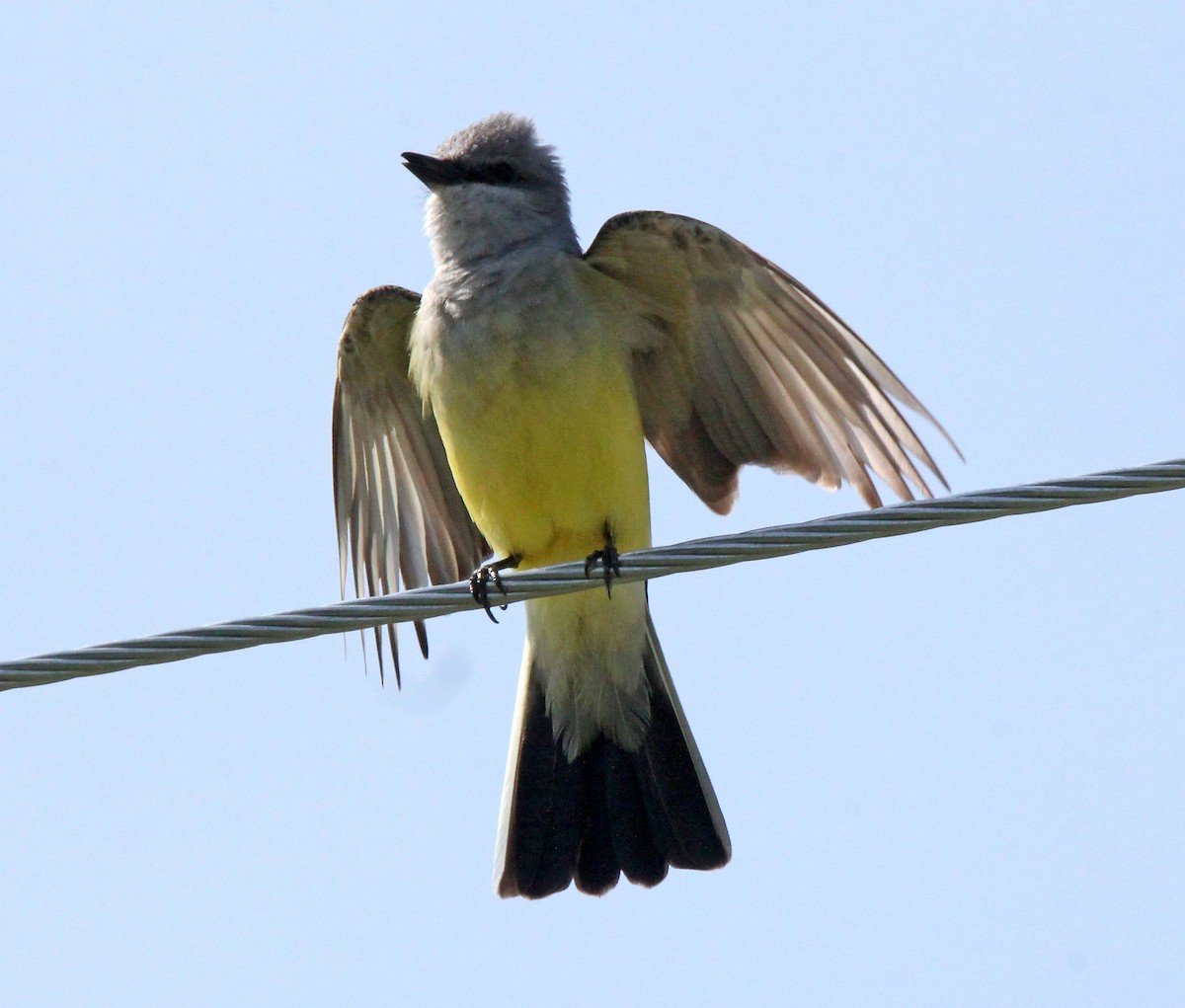 Western Kingbird - ML578628711