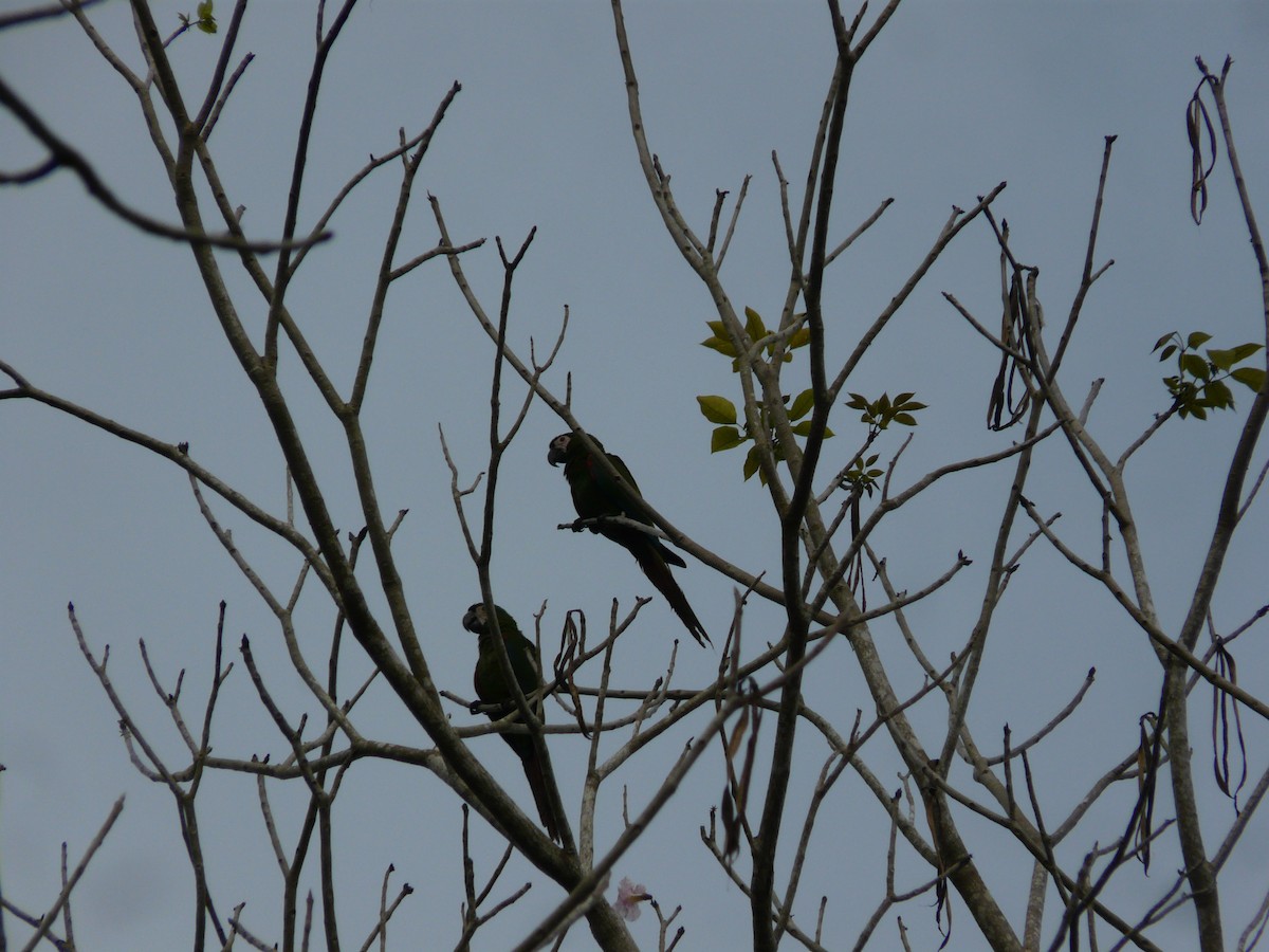 Chestnut-fronted Macaw - ML578628731