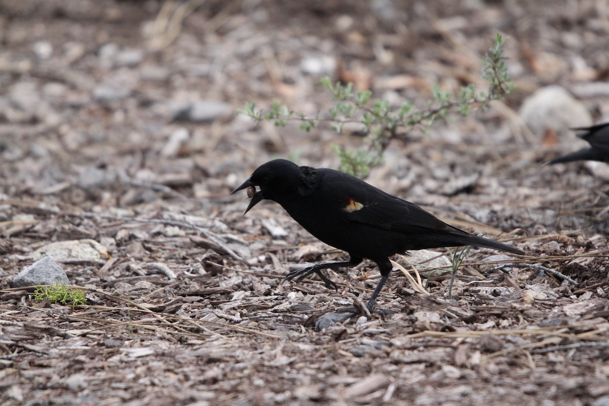 Red-winged/Tricolored Blackbird - ML578629321