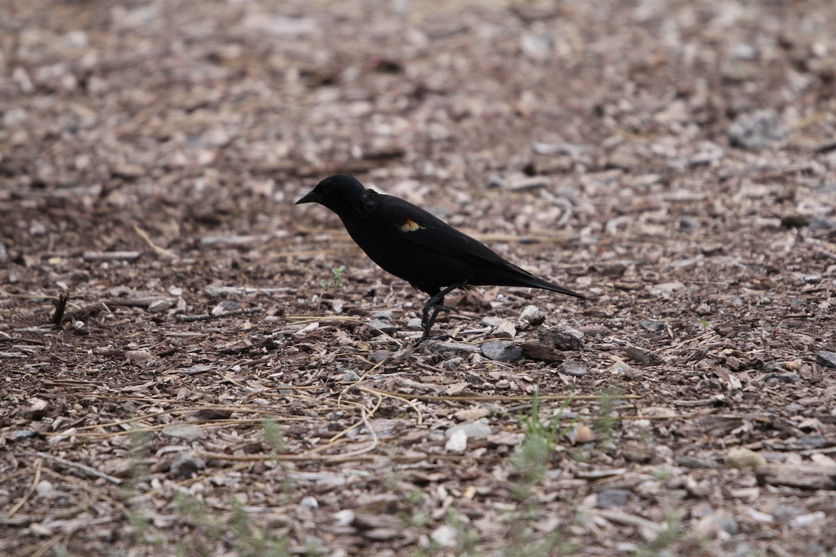 Red-winged/Tricolored Blackbird - ML578629331