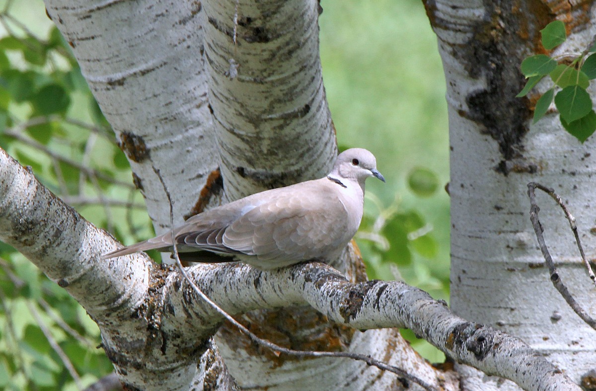 Eurasian Collared-Dove - ML578630541