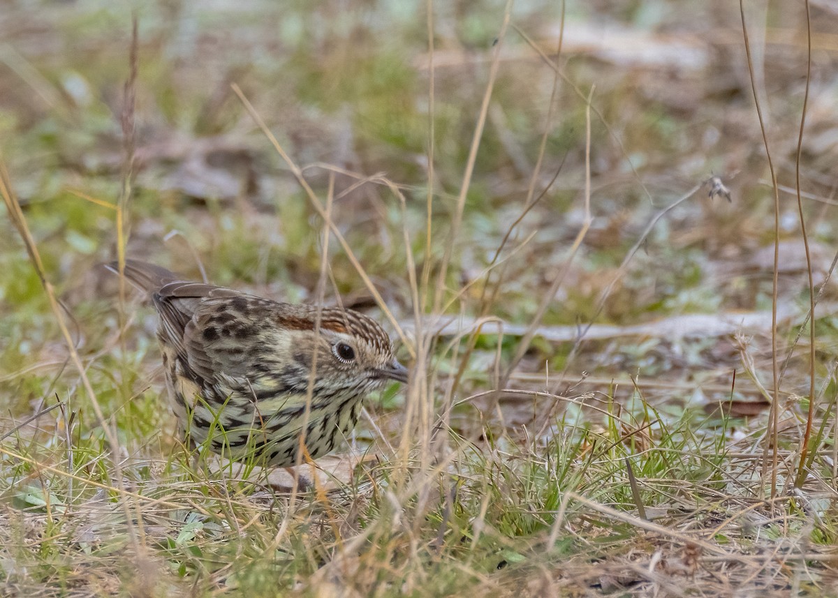 Speckled Warbler - ML578630671