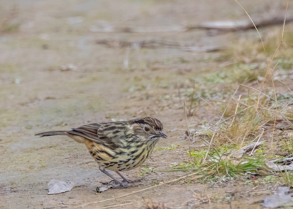 Speckled Warbler - ML578630681