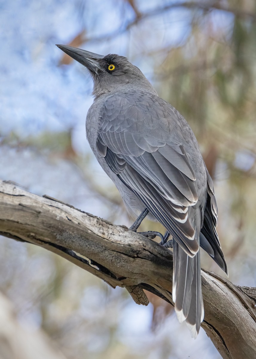 Gray Currawong - Julie Clark