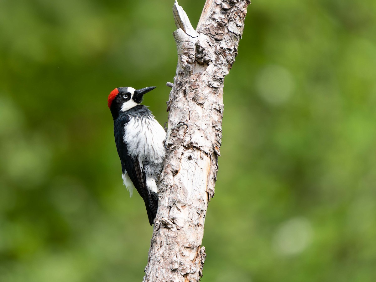 Acorn Woodpecker - ML578632041