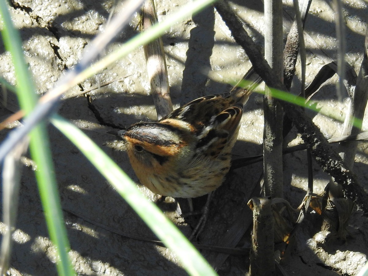 Nelson's Sparrow - Carl Miller