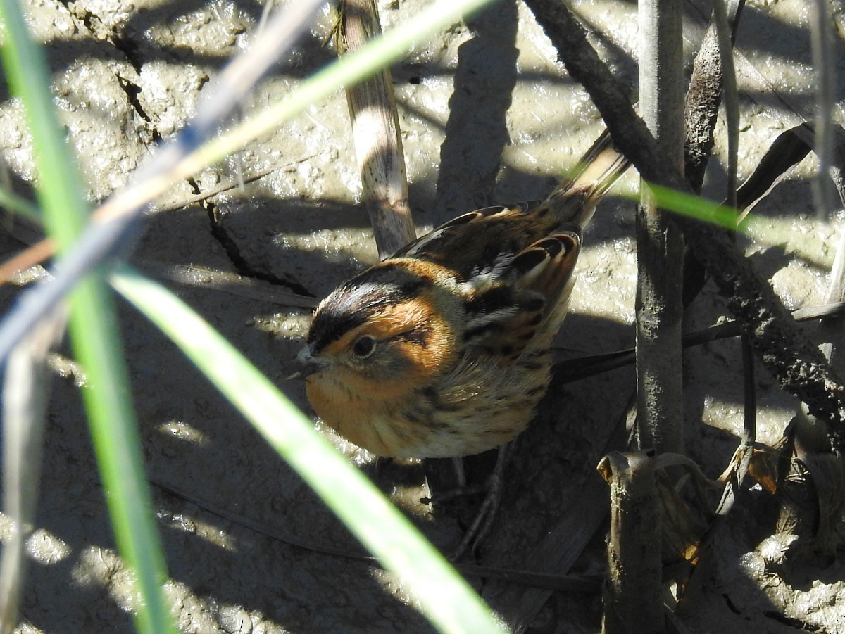 Nelson's Sparrow - ML57863231